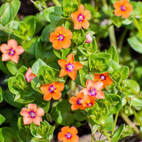Orange Pimpernel Scarlet Flower Seeds for Planting  Bright Annual Blooms