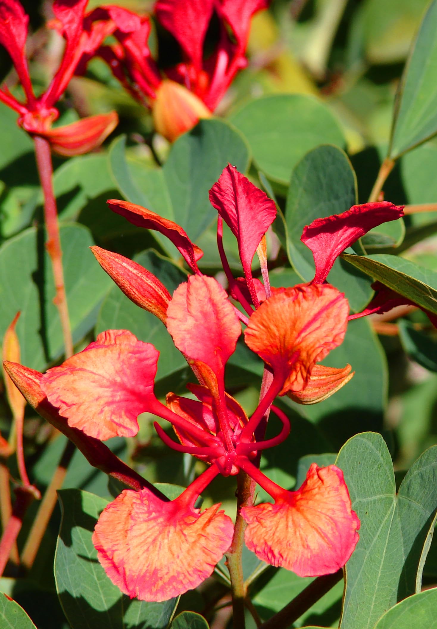 Bauhinia Galpinii Seeds for Planting for Flower Bed