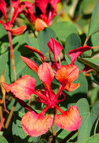 Bauhinia Galpinii Seeds for Planting for Flower Bed