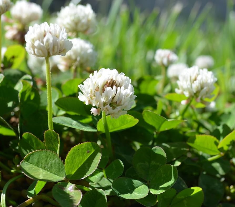 Dutch Clover Flower seeds for Planting Cottage Garden Essential Heirloom & GMO Free Seeds for Home Garden