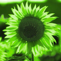 Green SunFlower seeds for Planting - Sun Loving, Heirloom & GMO Free Seeds for Home Garden
