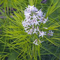Amsonia Flower seeds for Planting Long Bloom Season Heirloom & GMO Free Seeds for Home Garden 
 
 Sale