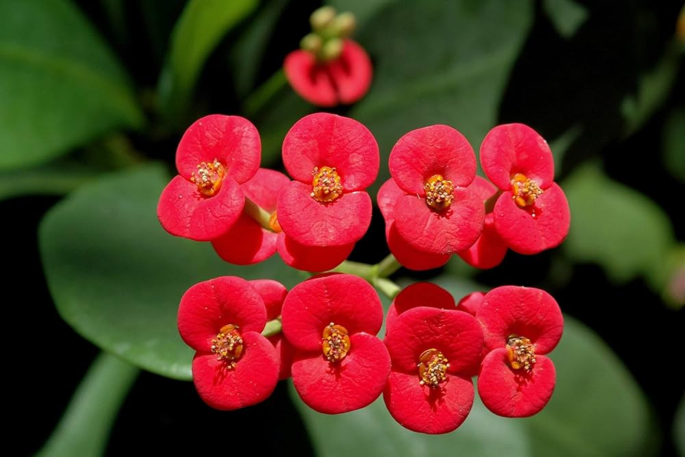 Mixed Euphorbia Milii Hybrid Flower seeds for Planting Garden Favorite Heirloom & GMO Free Seeds for Home Garden 
 
 Sale