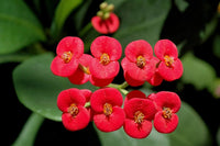 Mixed Euphorbia Milii Hybrid Flower seeds for Planting Garden Favorite Heirloom & GMO Free Seeds for Home Garden 
 
 Sale