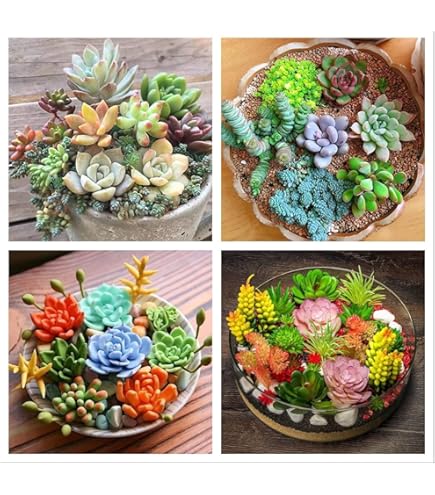 Mixed Sedum Flower seeds for Planting - Cut Flower Favorite, Heirloom & GMO Free Seeds for Home Garden