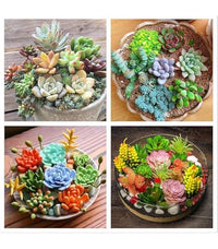 Mixed Sedum Flower seeds for Planting - Cut Flower Favorite, Heirloom & GMO Free Seeds for Home Garden