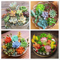 Succulents Bonsai Flower seeds for Planting Premium Quality Heirloom & GMO Free Seeds for Home Garden