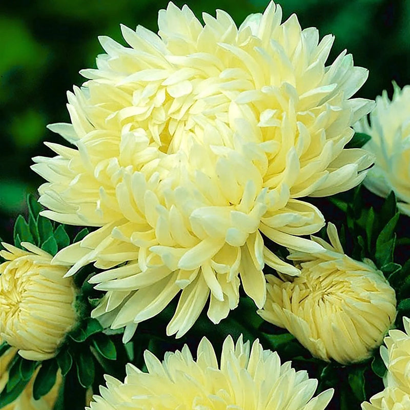 Yellow Aster Callistephus Flower Seeds for Planting Cut Flower Favorite Heirloom & GMO Free Seeds for Home Garden
 
 Sale
