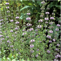 Purple Pulegium Flower seeds for Planting - Sun Loving, Heirloom & GMO Free Seeds for Home Garden