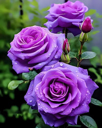 Purple Pink Rose Flower seeds for Planting - Fragrant Blossoms, Heirloom & GMO Free Seeds for Home Garden