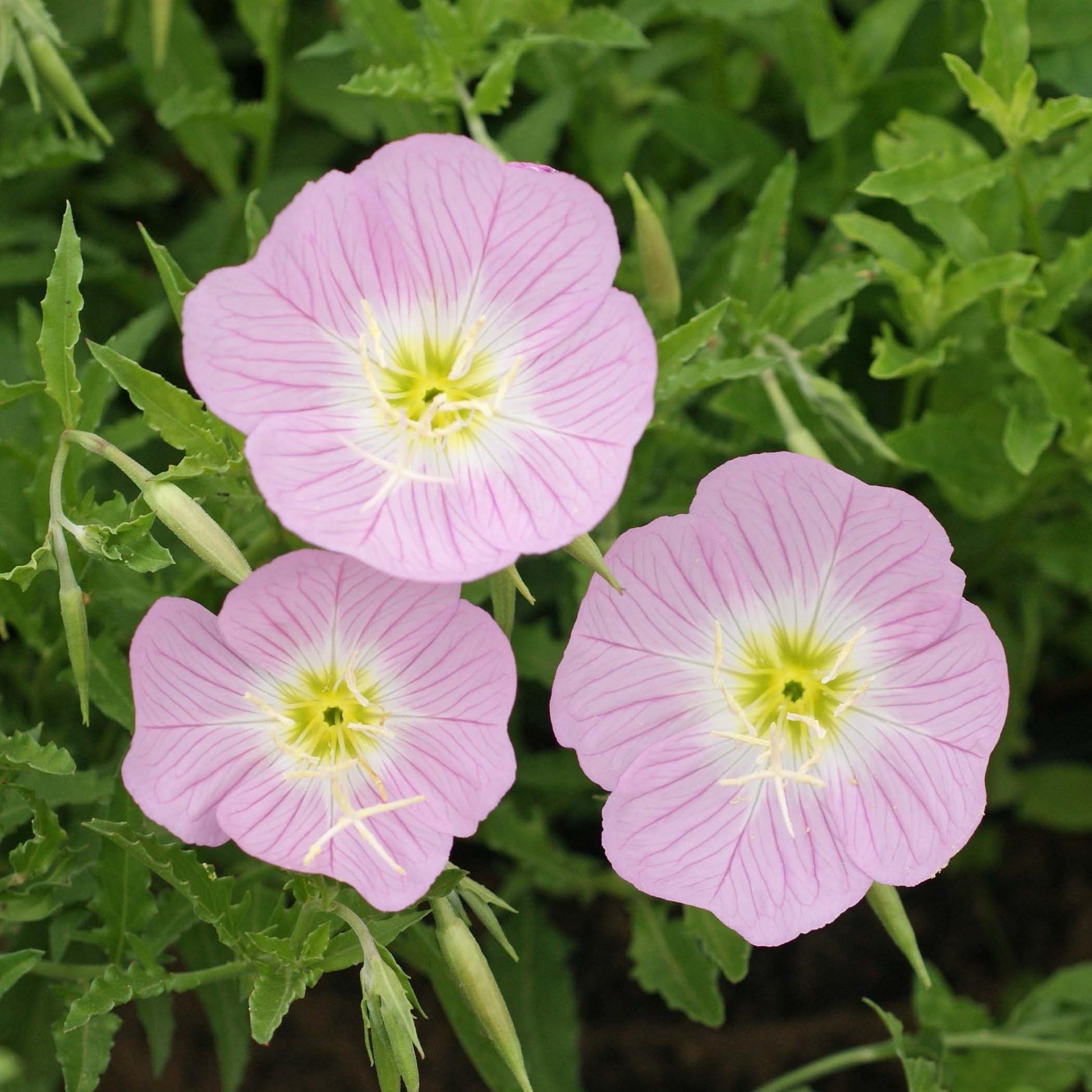 Purple Primrose Flower seeds for Planting - Sun Loving, Heirloom & GMO Free Seeds for Home Garden