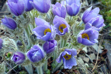Sky Blue Anemone Pulsatilla Flower Seeds for Planting Cottage Garden Essential Heirloom & GMO Free Seeds for Home Garden
 
 Sale
