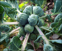 Brussels Sprouts Vegetable Seeds - Easy Planting