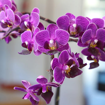 Violet Orchid Flower Seeds Fragrant Blossoms Heirloom & GMO Free Seeds for Home Garden
 
 Sale
