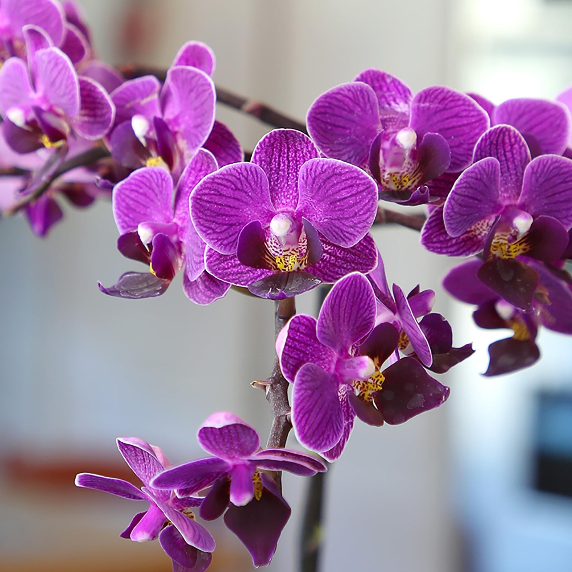 Lavender Phalaenopsis Orchid Flower seeds for Planting - Easy to Grow, Heirloom & GMO Free Seeds for Home Garden