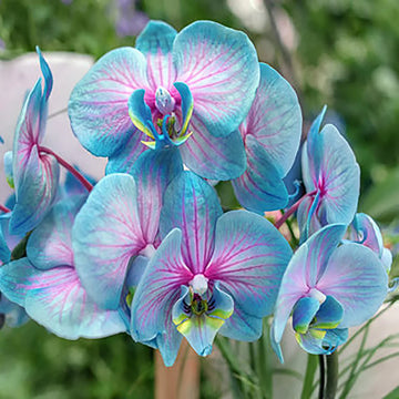Orchid Flower Seeds for Planting Easy to Grow Heirloom & GMO Free Seeds for Home Garden
 
 Sale