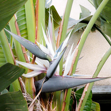 White Strelitzia Reginae Flower seeds for Planting Hardy Variety Heirloom & GMO Free Seeds for Home Garden