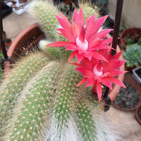 Hildewintera Colademononis- Monkey Tail Cactus - Cactus Flower seeds for Planting - Bright Blooms, Heirloom & GMO Free Seeds for Home Garden