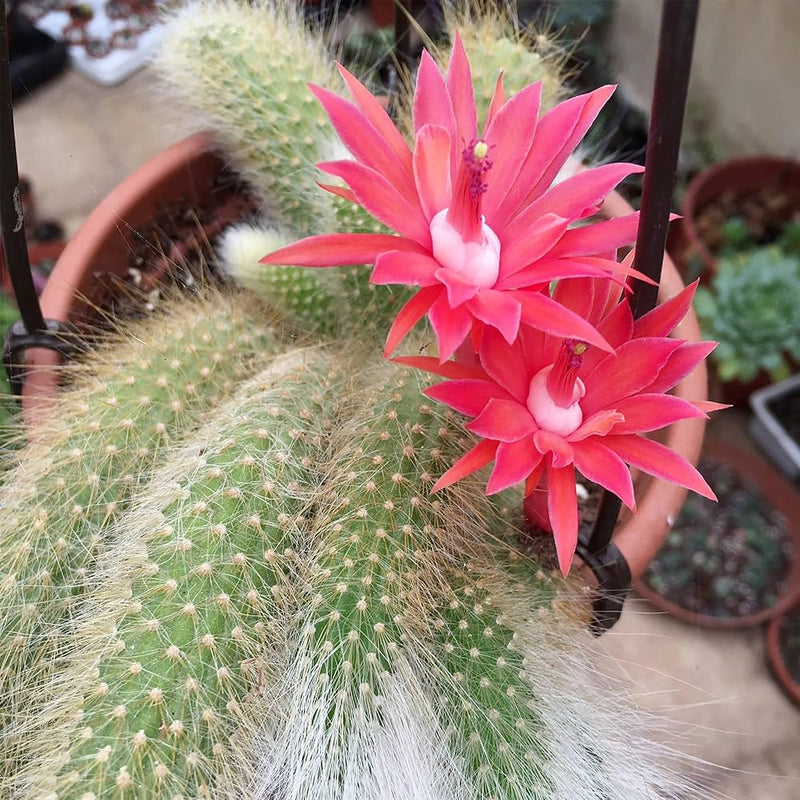 Hildewintera Colademononis- Monkey Tail Cactus - Cactus Flower seeds for Planting - Bright Blooms, Heirloom & GMO Free Seeds for Home Garden