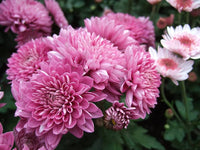 Rare Pink Chrysanthemum Flower seeds for Planting - Drought Tolerant, Heirloom & GMO Free Seeds for Home Garden