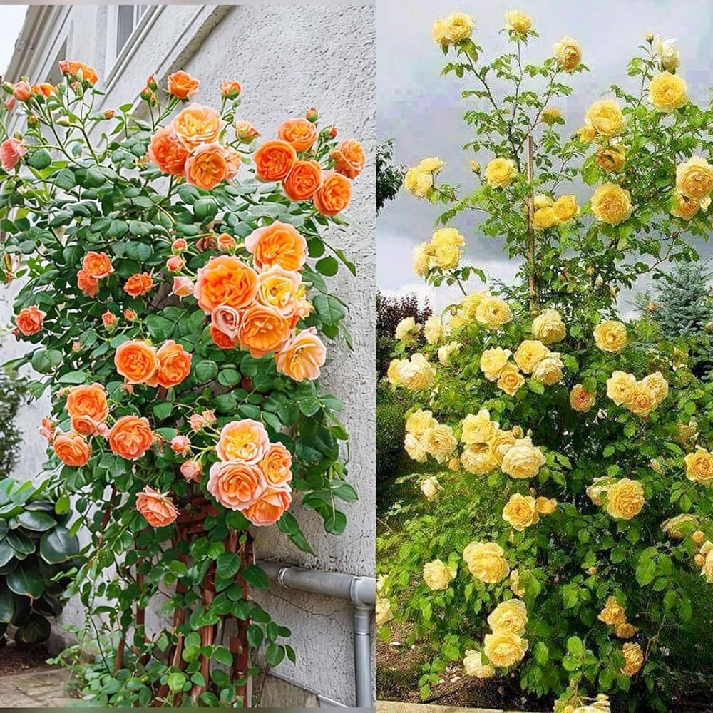 Yellow Red Climbing Rose Non-GMO Heirloom Garden Seeds Flower seeds for Planting - Vibrant Colors, Heirloom & GMO Free Seeds for Home Garden