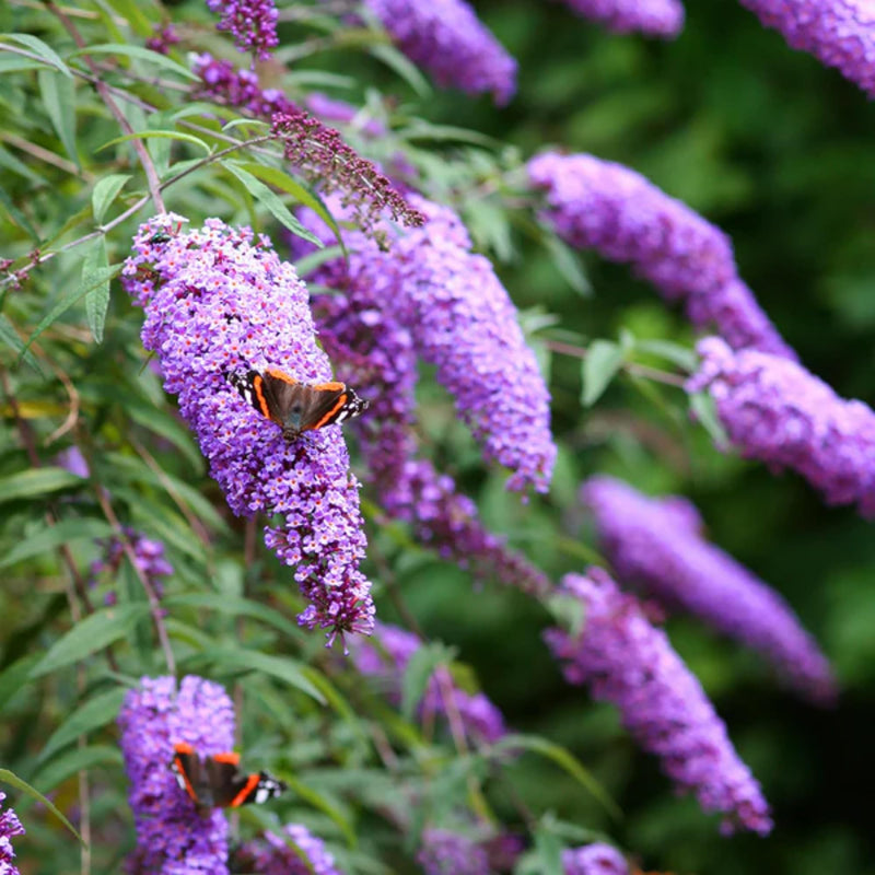 Buddleia Flower Seeds for Planting - Mixed Varieties