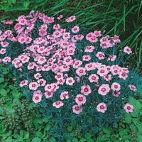 Dianthus Allwoodi Alpinus Seeds – Hardy Perennial with Elegant Flowers