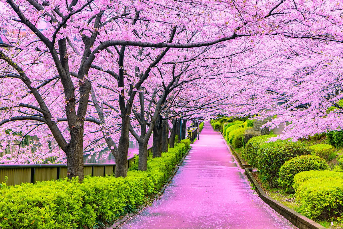 Kirschbaum Flower seeds for Planting - Seasonal Bloomer, Heirloom & GMO Free Seeds for Home Garden
 
 Sale for planting in home garden.