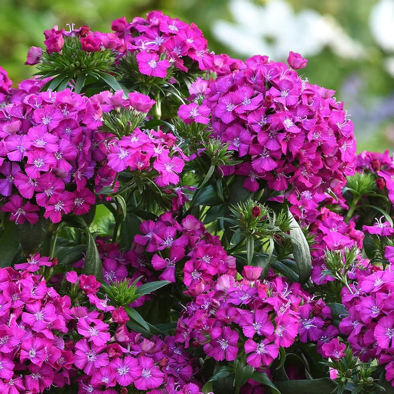 Purple Dianthus Flower seeds for Planting - Compact Growth, Heirloom & GMO Free Seeds for Home Garden