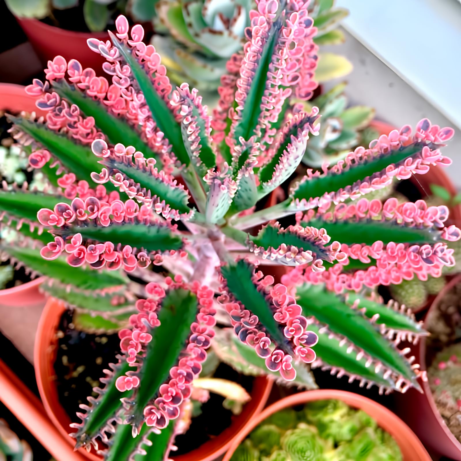Brown Kalanchoe Bonsai Flower seeds for Planting - Cut Flower Favorite, Heirloom & GMO Free Seeds for Home Garden