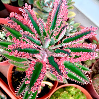 Brown Kalanchoe Bonsai Flower seeds for Planting - Cut Flower Favorite, Heirloom & GMO Free Seeds for Home Garden