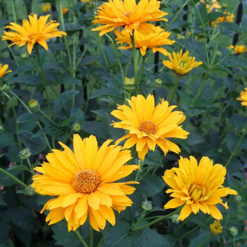 Heliopsis SunFlower seeds for Planting Colorful Display Heirloom & GMO Free Seeds for Home Garden
