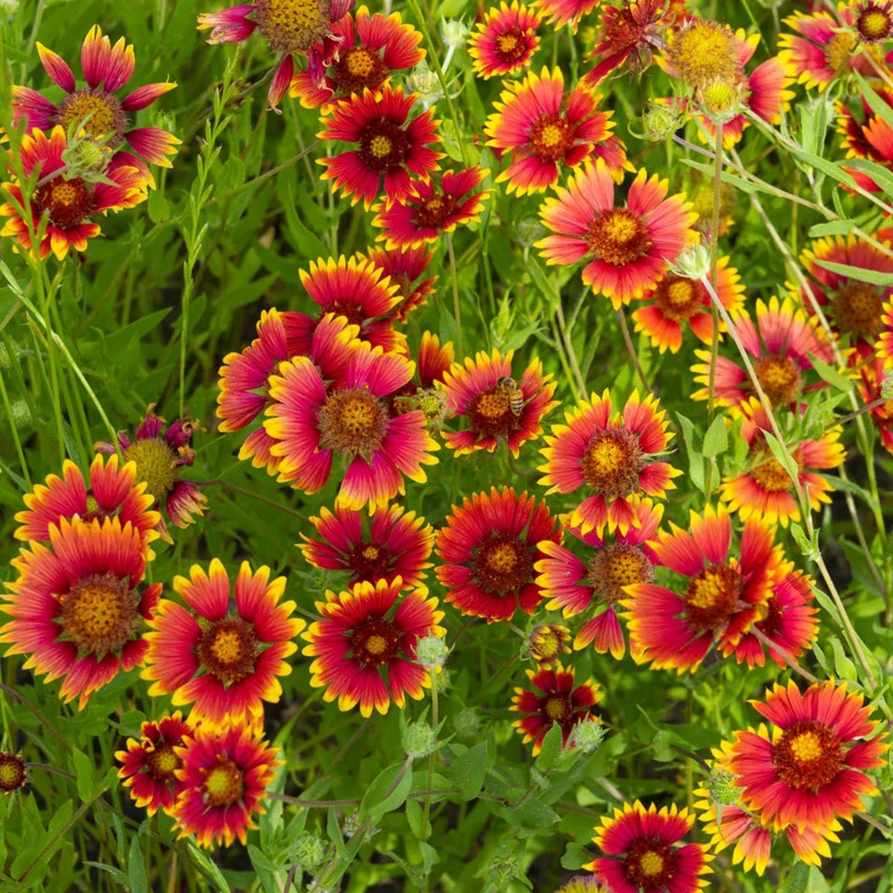 Gaillardia Flower seeds for Planting Drought Tolerant Heirloom & GMO Free Seeds for Home Garden