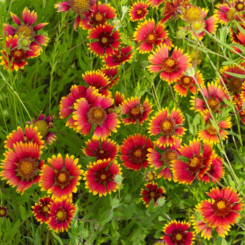 Gaillardia Flower seeds for Planting Drought Tolerant Heirloom & GMO Free Seeds for Home Garden