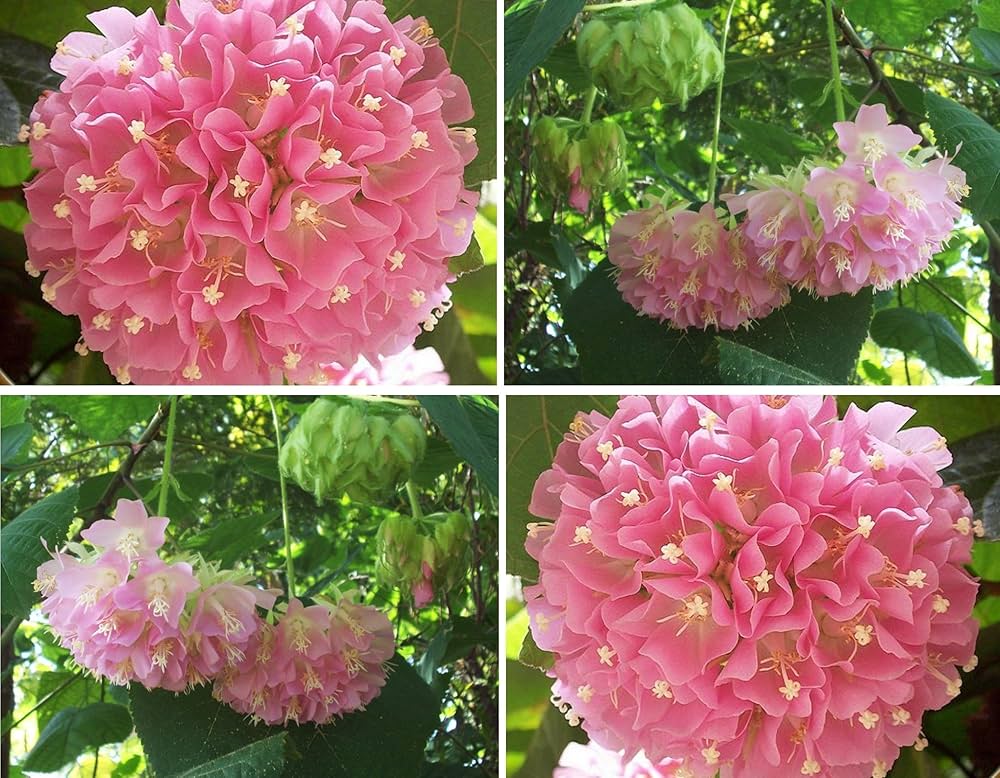 Dombeya Pink Flower Seeds for Planting - Vibrant Blooms for Your Garden