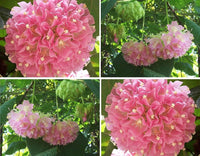 Dombeya Pink Flower Seeds for Planting - Vibrant Blooms for Your Garden