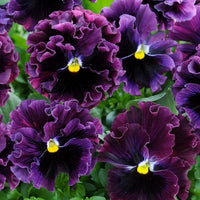 Viola Arvensis Field Pansy Seeds for Wildflower Beauty