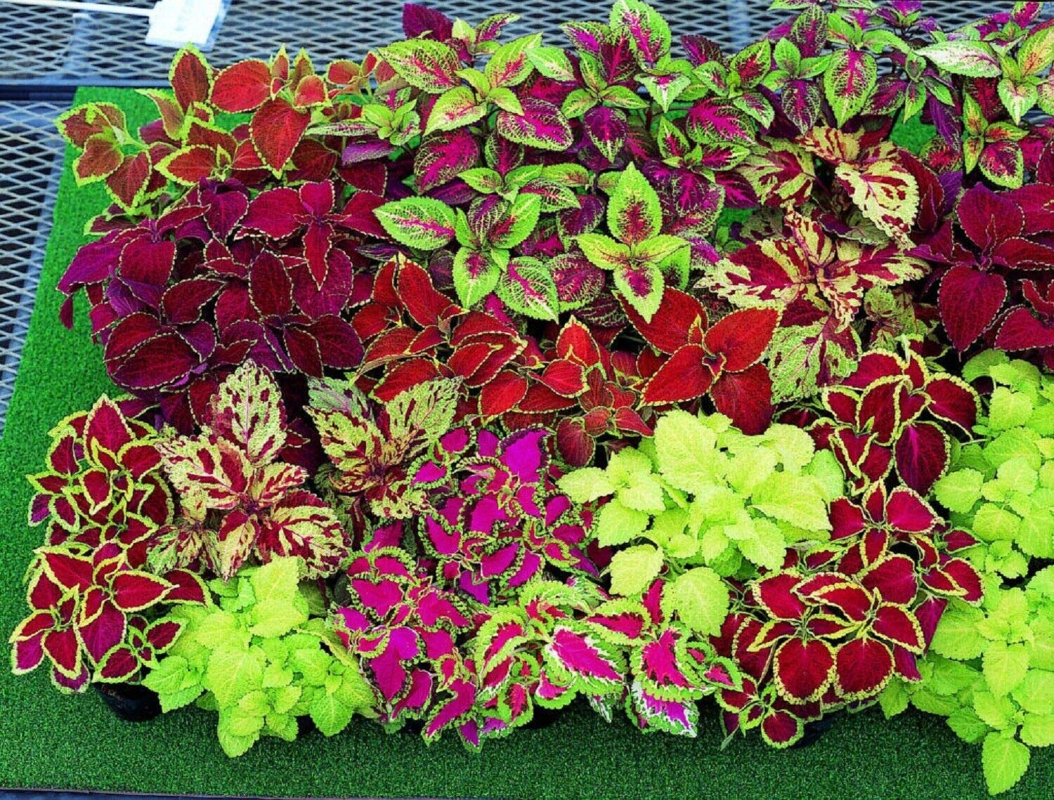 Mixed Coleus Flower seeds for Planting - Premium Quality, Heirloom & GMO Free Seeds for Home Garden