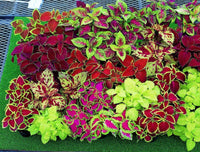 Mixed Coleus Flower seeds for Planting - Premium Quality, Heirloom & GMO Free Seeds for Home Garden
