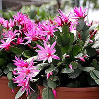 Pink Schlumbergera Flower seeds for Planting - Shade Tolerant, Heirloom & GMO Free Seeds for Home Garden