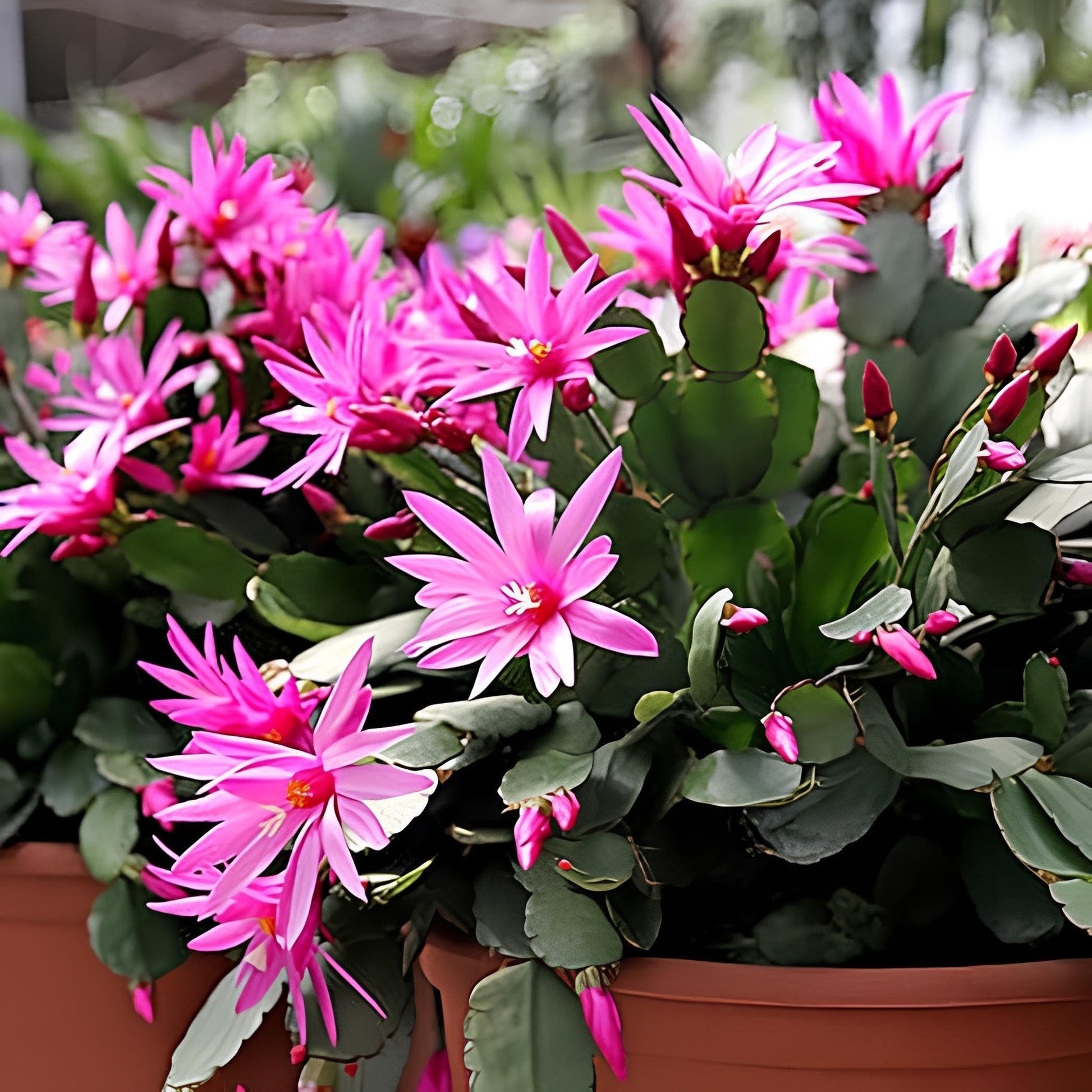Violet Schlumbergera Seeds for Easy Planting