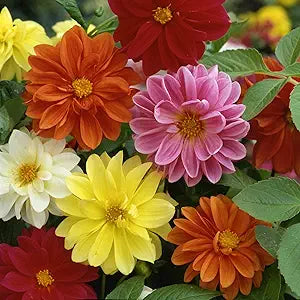 Unwin Bedding Flower Mix seeds for vibrant beds