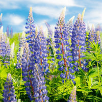 Sweet Blue Lupine Seeds for Beautiful Wild Violet Flowers in Garden