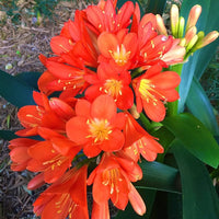 Clivia Seeds for Planting Clivia Miniata indoor garden shady flower bed
