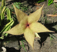 Yellow Stapelia Flower seeds for Planting Hardy Variety Heirloom & GMO Free Seeds for Home Garden 
 
 Sale
