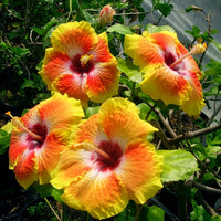 Yellow Red Hibiscus Flower Seeds for Planting Easy to Grow Heirloom & GMO Free Seeds for Home Garden
 
 Sale