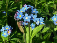 Forget Me Not Seeds – Beautiful, Hardy Flowers for Your Garden or Flowerbeds