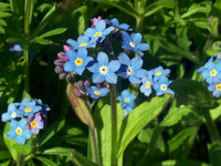 Forget Me Not Flower seeds for Planting Hardy Variety Heirloom & GMO Free Seeds for Home Garden
