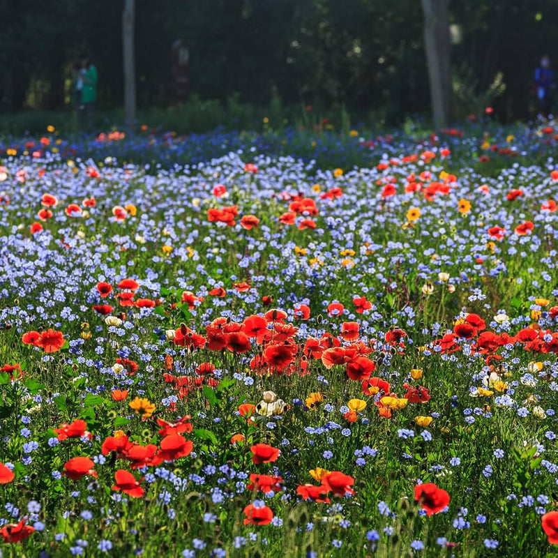 Wikipedia Flower seeds for Planting - Wildflower Mix, Heirloom & GMO Free Seeds for Home Garden