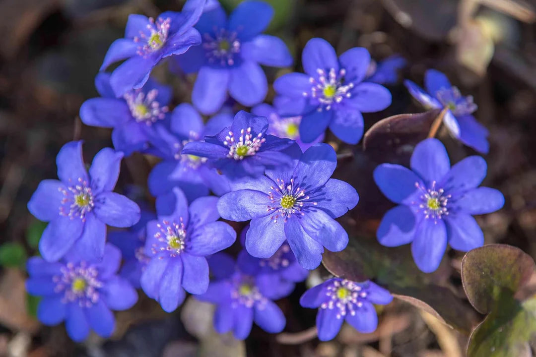 Blue Hepatica Flower seeds for Planting - Pollinator Friendly, Heirloom & GMO Free Seeds for Home Garden
